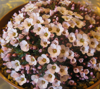 Saxifraga 'Allendale Charm'